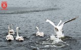 Bất ngờ ngắm đàn thiên nga bơi lội giữa hồ Hoàn Kiếm